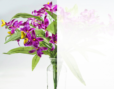 Banded fog flower LC